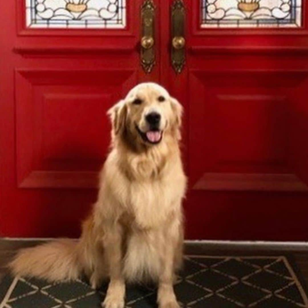 デイブ・クーリエさんのインスタグラム写真 - (デイブ・クーリエInstagram)「We’re all so sad that our beautiful boy, Cosmo passed away from surgery complications. He grew up @fullerhouse and will be loved and missed forever. #doggieheaven #fullerhouse」12月17日 4時14分 - dcoulier