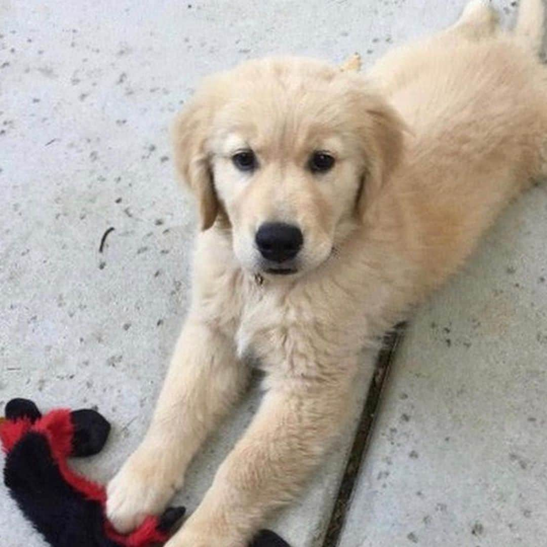 デイブ・クーリエさんのインスタグラム写真 - (デイブ・クーリエInstagram)「We’re all so sad that our beautiful boy, Cosmo passed away from surgery complications. He grew up @fullerhouse and will be loved and missed forever. #doggieheaven #fullerhouse」12月17日 4時14分 - dcoulier