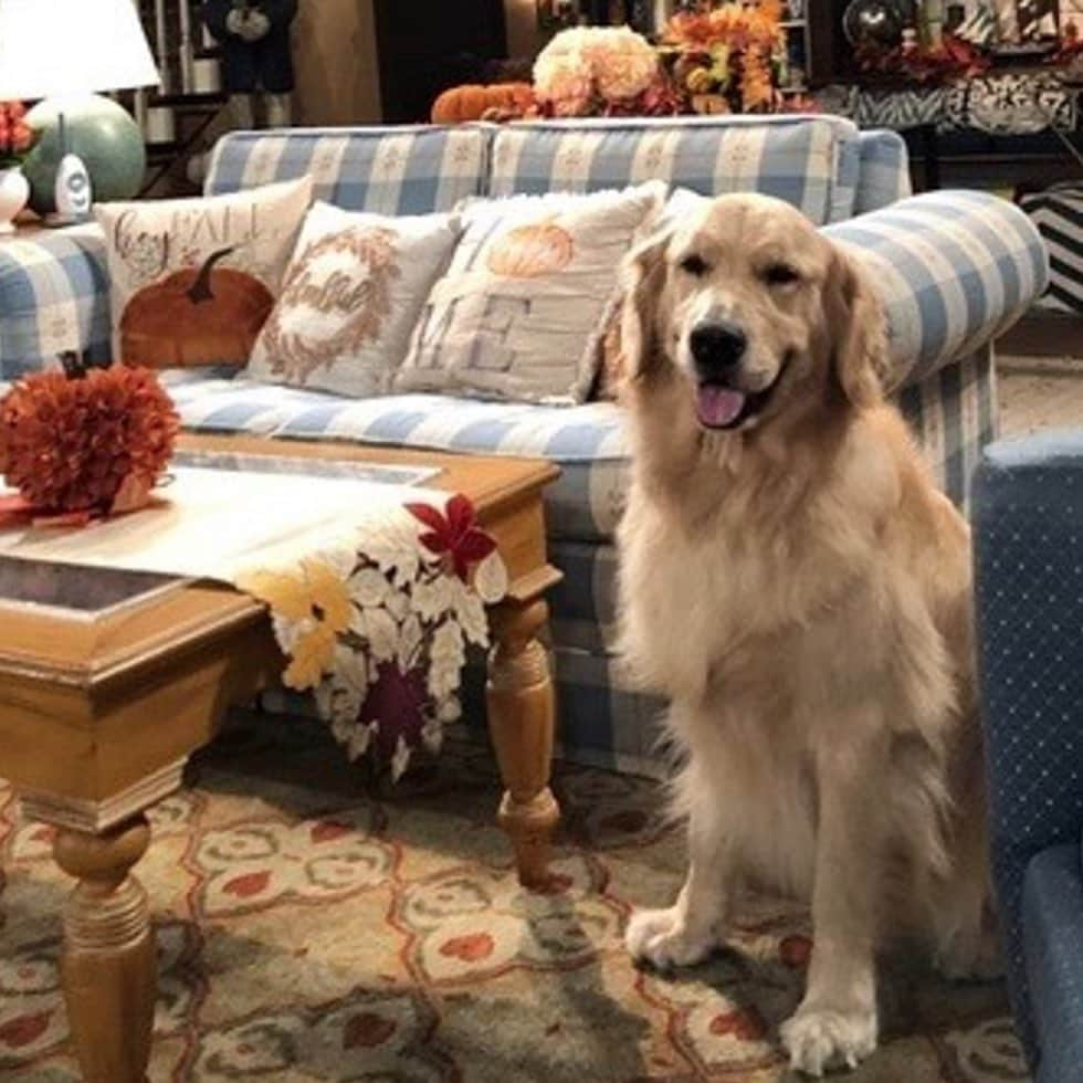 キャンディス・キャメロン・ブレさんのインスタグラム写真 - (キャンディス・キャメロン・ブレInstagram)「Our sweet boy Cosmo is now running around in doggie heaven. I imagine he’s playing with Comet 😉 right now. Cosmo has been in Fuller House since the start and we are heartbroken that he passed away during surgery complications. You’ll be so missed love bug ❤️ @fullerhouse #fullerhouse #cosmo #ripcosmo @cosmofullerhouse」12月17日 4時56分 - candacecbure