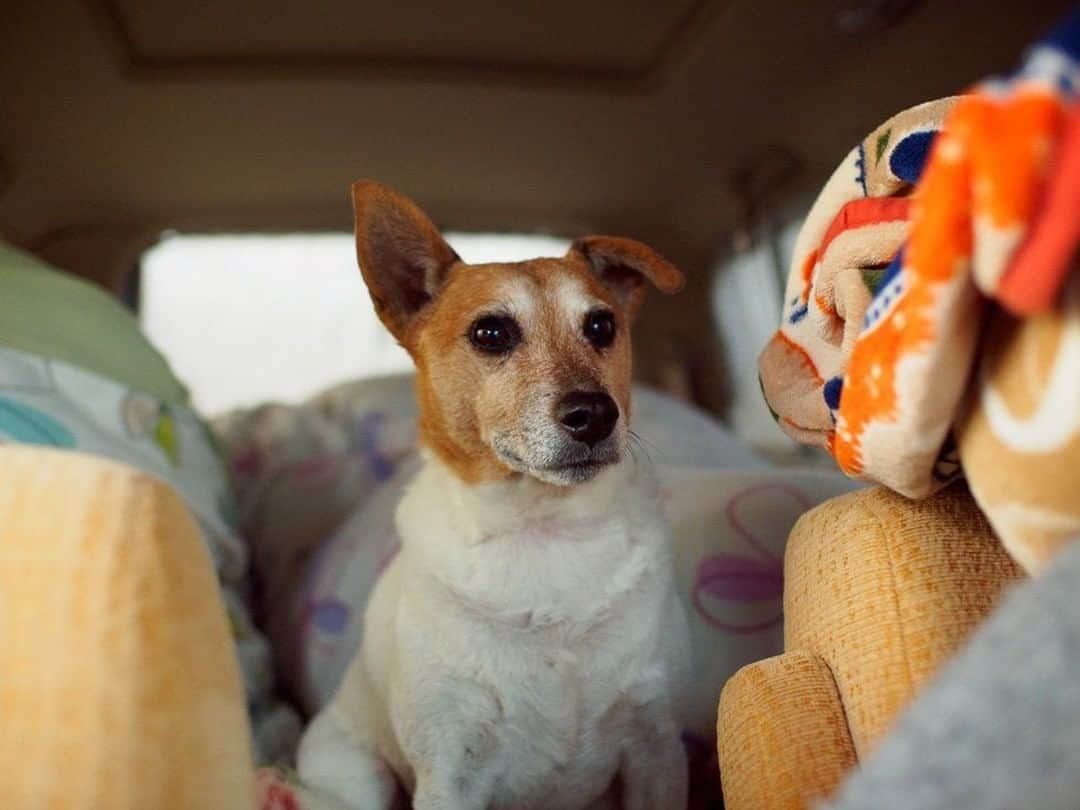 Honda 本田技研工業(株)さんのインスタグラム写真 - (Honda 本田技研工業(株)Instagram)「「わくわく車中泊！」⠀ Photo by 大坪 弘武⠀ 「My Honda - Honda のある風景 -」部門⠀ .⠀ #写真 #photo #honda #ファインダー越しの私の世界 #犬 #dog⠀ .⠀ Honda with #東京カメラ部 フォトコンテスト2016 入選作品⠀ 「Honda with #東京カメラ部フォトコンテスト2016」では、コーポレートスローガンである「The Power of Dreams」をはじめ、全3つの部門で、皆さまの素敵な作品が数多く集まりました。⠀ .⠀ 本アカウントでは、「 #MeandHonda 」をつけてInstagramに投稿された皆さんのHonda製品を取り入れた素敵な写真もご紹介していきます。たくさんのご投稿をお待ちしております。」12月17日 11時00分 - hondajp