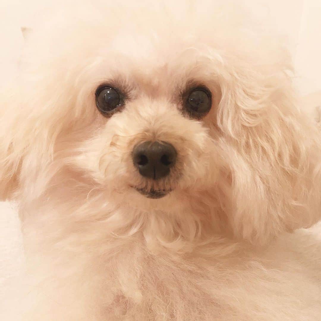 白羽ゆりのインスタグラム：「ルルをトリミングに出したらふわふわになりました🐶  こんなにふわふわなのに寒がりで、お散歩に出掛けてもすぐに引き返すという…犬ですよね？と聞きたい。  お知らせがあります。 「義母と娘の間のフェルマータ」Paravi2020年1月3日(金)21時〜配信。  私は竹野内豊さん編に出演します。  義母と娘のブルースを見ていたので出演できて嬉しいです！お楽しみに✨」