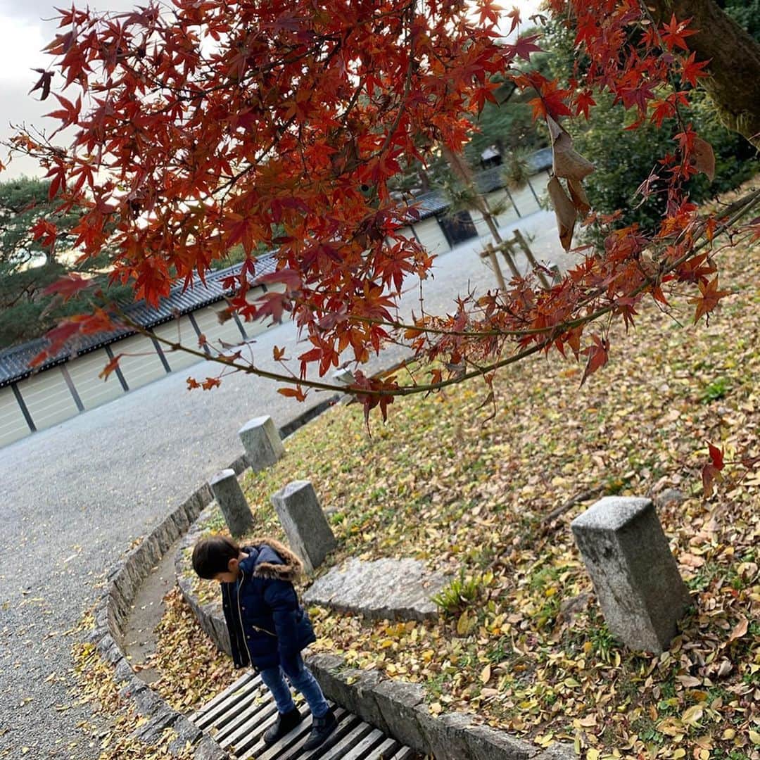 澤野井香里さんのインスタグラム写真 - (澤野井香里Instagram)「まだまだ#紅葉🍁 の残ってる#京都御所 にお散歩へ(*^^*)﻿ ﻿ いろんな色の落ち葉でたくさん遊んで、寝転がったり食べてみたりw﻿ ﻿ 今だけの#もみじのおてて も愛おしい🍁﻿ ﻿ 最近は見かける度に『ママ〜、イチョウの葉っぱあるょ〜綺麗ね〜🍂』とSが教えてくれる＾＾﻿ ﻿ 御所は最高の遊び場♡﻿ ﻿ #ks_kyoto✨ #ks_19✨  #京都 #京都ママ #関西ママ #男の子ママ #女の子ママ #ママライフ #ママリ #コドモノ #ベビフル #赤ちゃんのいる生活 #3歳 #0歳 #S⭐️_ #M🍒_  #S⭐️M🍒 #🍁」12月17日 6時29分 - kaori_sawanoi