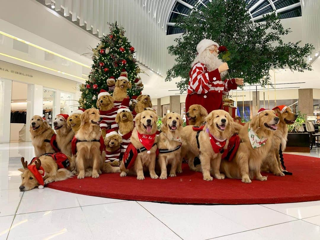 Bobさんのインスタグラム写真 - (BobInstagram)「Natal chegando!!! 🎄🎅🏻🐾 . . . #pets #photooftheday #petsofinstagram #instagrammers #instagram #instadaily #vejasp #goldenretriever #goldenretrievers #goldenretrieversofinstagram #dogs #dogstyle #dogoftheday #dogsofinstagram #saopaulo #gudfriends #merrychristmas #natal #christmas」12月17日 7時58分 - bob_marley_goldenretriever