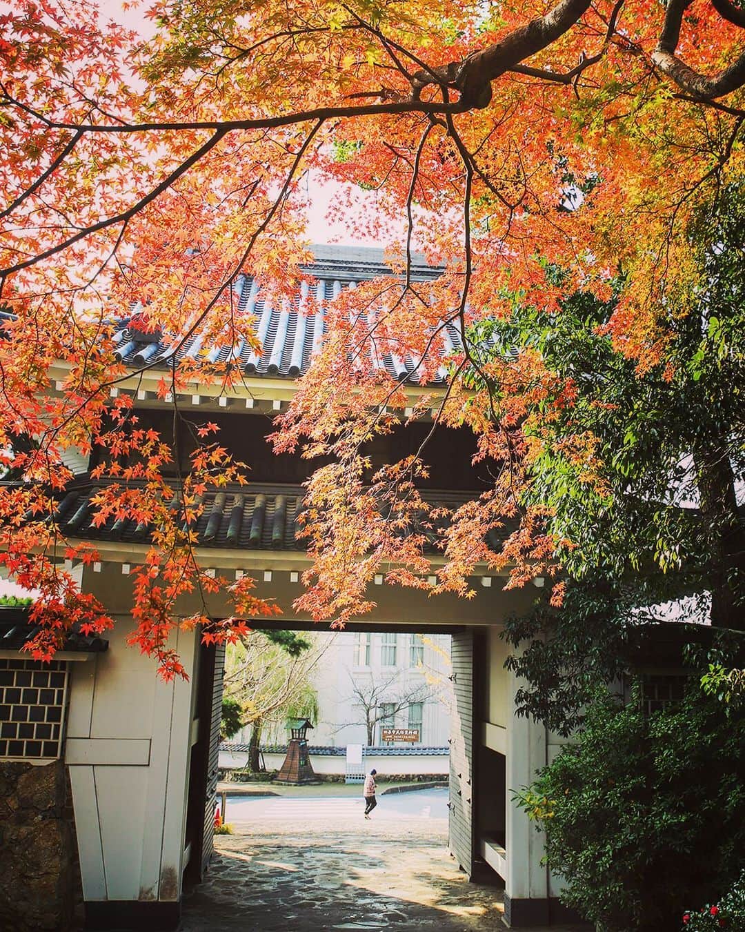 のインスタグラム：「Autumn leaves week. 最後は、も1回みたくなった、ここへ  #田原城址にいこうよう#いこうよう週間#第4弾#田原城址#紅葉 #たはら暮らし *  #渥美半島#田原市#田原#伊良湖岬#伊良湖#赤羽根 #tahara#irago#akabane #サーフィン#surfing#田舎暮らし#日々の暮らし#休日の過ごし方#スローライフ#instagramjaran#igersjp#scenic_jp#菜の花浪漫街道」