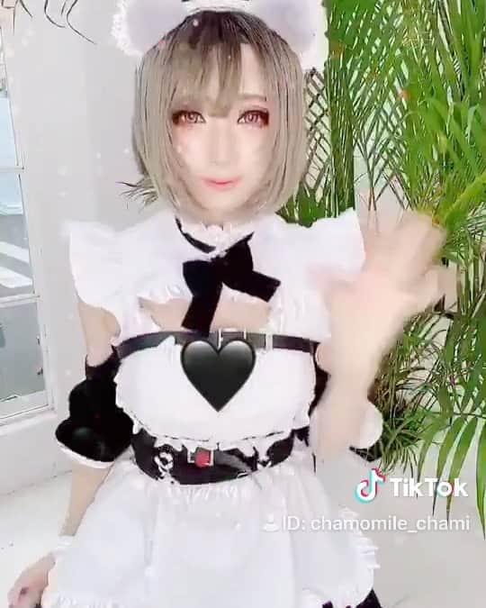 のインスタグラム：「メイド服の自撮り！ https://vt.tiktok.com/88kUdu/ ツイートもしたよ！ 猫耳メイドさん！ https://twitter.com/chamomi017/status/1198027634329837569 #cosplay #メイド服 #メイド #cos #cosplayer #cosplaygirl #gamer  #chamomile #akiba #akihabara  #akihabarajapan #カモミール #コス #カモミールコスプレ #パルフェット #パルフェットさん #メイド服コスプレ  #メイド服可愛い #秋葉原 #カフェ 🌼🌼🌼🌼🌼 どっちの色が好き？ #parfaite  https://twitter.com/chamomi017/status/1197115470568026113」