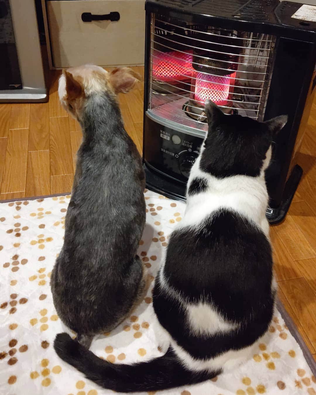 アトムとノエルのインスタグラム：「いつもとやや違う2ショット！！ #猫#ねこ#猫部#cat#pet」