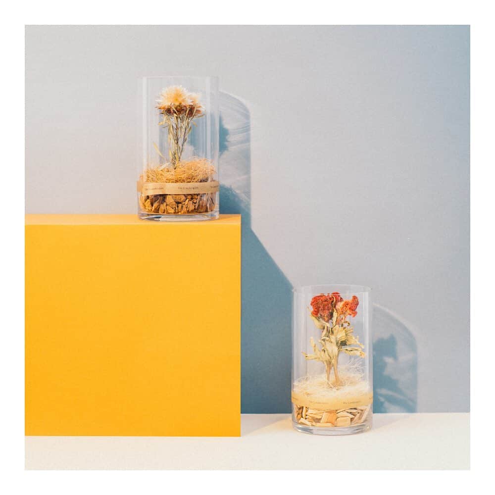 のインスタグラム：「. The Landscapers/DRY CYLINDER ¥4,600＋TAX . ガラスシリンダーの中にナチュラルドライフラワーを美しく配置した『The Landscapers(ザ ランドスケーパーズ)』の人気シリーズDRYCLINDER。 ドライフラワーなので、水やりなどの手入れは不要。植物を育てるのが苦手な方や、出張が多い方にもプレゼントしやすいアイテム。 #journalstandardfurniture  #thelandscapers」