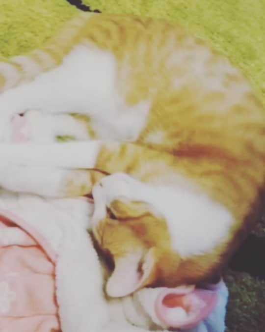 柚月美穂のインスタグラム：「. . . 一日の疲れに モフダイブ。🏊 . . . . ※猫ｱﾚﾙｷﾞ-の方はご注意を⚠ . #茶トラ白 #猫 #茶トラ #茶トラ男子部 #茶トラ部 #子猫 #茶トラ子猫 #レッドタビー #猫7ヶ月 #里親カフェ  #ねこすたぐらむ  #にゃんすたぐらむ #にゃんこ #保護猫  #にゃんだふるライフ #ネコ　 #ねこのいる生活 #cat  #catstagram #kitty #catstagram_japan #ilovemycat #instagramcats #meow #meowbox #catsofinstagram #pet #instagood .」