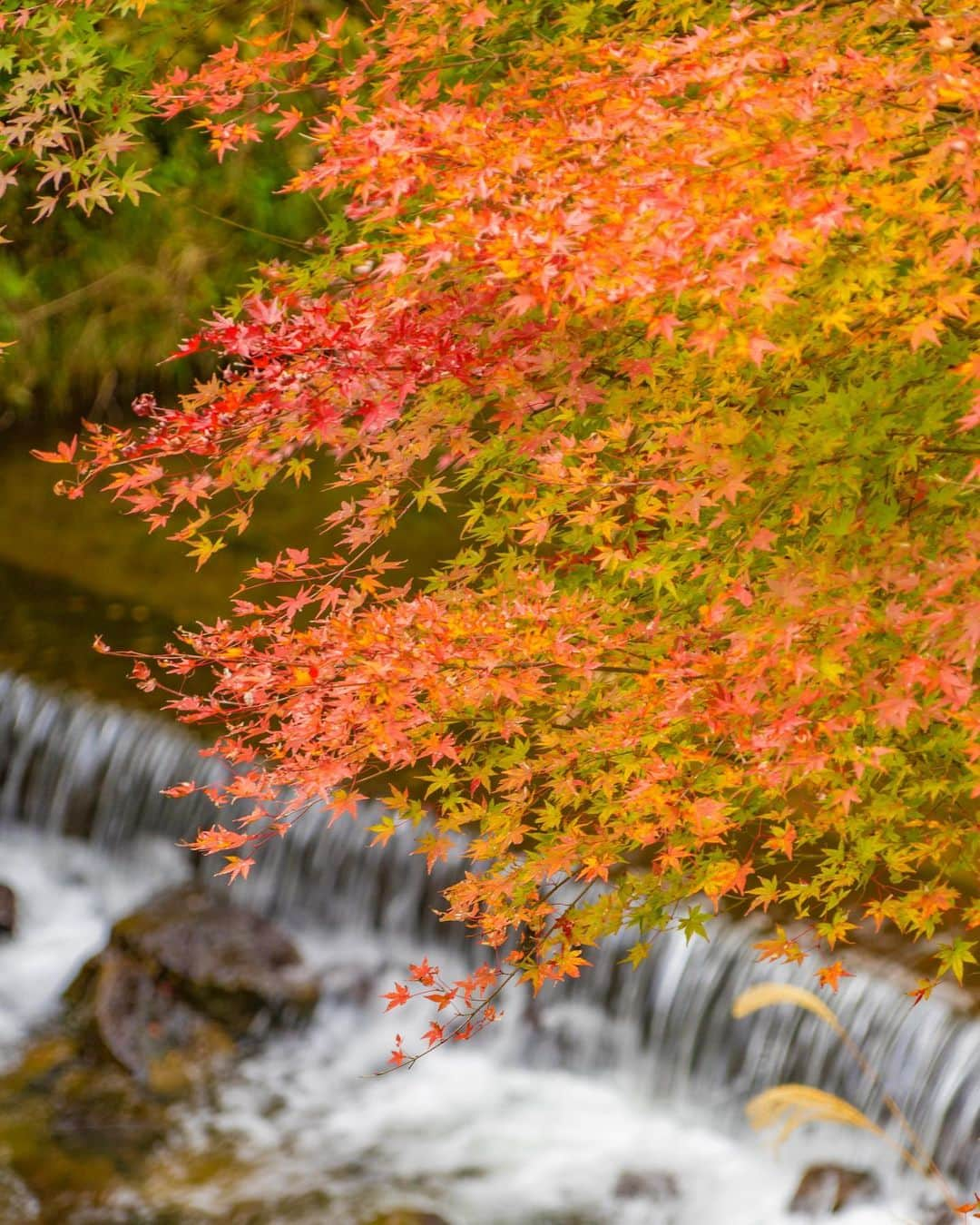 詩歩さんのインスタグラム写真 - (詩歩Instagram)「🍁×🌸﻿ ﻿ 桜と紅葉が同時に楽しめる驚きのスポット😳﻿ Surprising destination where you can enjoy spring cherry blossoms and red autumn leaves at the same time in Japan!	﻿ ﻿ ﻿ ずっと行ってみたかった愛知県のスポット。﻿ なんと、秋なのに桜が咲くんです！🌸﻿ ﻿ この桜は「四季桜」という品種で、1年に2回、春と秋に開花する品種。﻿ この川見四季桜の里では、山全体に1,200本の四季桜と紅葉があって、それが同時に見頃を迎えるんです。﻿ ﻿ 訪れたのは11月下旬。﻿ 車で移動しながら目の前に現れたとき、「うわぁ〜！満開！！！」と歓声をあげちゃったほど！！！👏﻿ ﻿ ほんのりピンク色の桜と、真っ赤に染まった紅葉。﻿ それらが共存しているのは違和感があるっちゃあるけれど(笑)、なかなか楽しめない光景！﻿ ﻿ 豊田市にはこの川見四季桜の他にも、紅葉×桜が楽しめるスポットが数箇所あるよ📷﻿ ﻿ 毎年秋は日本にいなかったから、今年はたくさん日本の秋が見られて楽しかったな〜🍁﻿ ﻿ 🌱﻿ ﻿ 今後のイベントのお知らせです☺﻿ ﻿ 📚新刊「ダナン＆ホイアン PHOTO TRAVEL GUIDE」発売記念トーク＆サイン会﻿ 12/21（土）＠京都﻿ 12/22（日）＠名古屋﻿ ﻿ 今週末の開催、残席わずかです！﻿ ﻿ 時間や申込方法など、詳しい情報はこちら→ http://shiho.me/8196﻿ （プロフィールにもURLはってます💡）﻿ ﻿ ﻿ ﻿ 📷24th Nov 2019﻿ 📍川見（せんみ）四季桜の里／愛知県　豊田市﻿ 📍Senmi Shikizakura no Sato／Aichi Japan﻿ ﻿ ﻿ ﻿ ©詩歩/Shiho」12月17日 19時05分 - shiho_zekkei