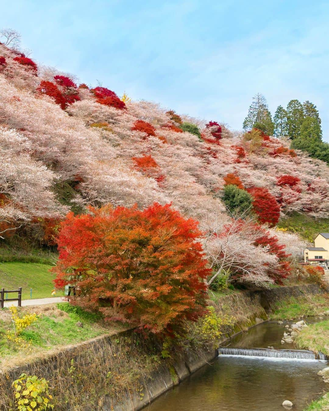 詩歩さんのインスタグラム写真 - (詩歩Instagram)「🍁×🌸﻿ ﻿ 桜と紅葉が同時に楽しめる驚きのスポット😳﻿ Surprising destination where you can enjoy spring cherry blossoms and red autumn leaves at the same time in Japan!	﻿ ﻿ ﻿ ずっと行ってみたかった愛知県のスポット。﻿ なんと、秋なのに桜が咲くんです！🌸﻿ ﻿ この桜は「四季桜」という品種で、1年に2回、春と秋に開花する品種。﻿ この川見四季桜の里では、山全体に1,200本の四季桜と紅葉があって、それが同時に見頃を迎えるんです。﻿ ﻿ 訪れたのは11月下旬。﻿ 車で移動しながら目の前に現れたとき、「うわぁ〜！満開！！！」と歓声をあげちゃったほど！！！👏﻿ ﻿ ほんのりピンク色の桜と、真っ赤に染まった紅葉。﻿ それらが共存しているのは違和感があるっちゃあるけれど(笑)、なかなか楽しめない光景！﻿ ﻿ 豊田市にはこの川見四季桜の他にも、紅葉×桜が楽しめるスポットが数箇所あるよ📷﻿ ﻿ 毎年秋は日本にいなかったから、今年はたくさん日本の秋が見られて楽しかったな〜🍁﻿ ﻿ 🌱﻿ ﻿ 今後のイベントのお知らせです☺﻿ ﻿ 📚新刊「ダナン＆ホイアン PHOTO TRAVEL GUIDE」発売記念トーク＆サイン会﻿ 12/21（土）＠京都﻿ 12/22（日）＠名古屋﻿ ﻿ 今週末の開催、残席わずかです！﻿ ﻿ 時間や申込方法など、詳しい情報はこちら→ http://shiho.me/8196﻿ （プロフィールにもURLはってます💡）﻿ ﻿ ﻿ ﻿ 📷24th Nov 2019﻿ 📍川見（せんみ）四季桜の里／愛知県　豊田市﻿ 📍Senmi Shikizakura no Sato／Aichi Japan﻿ ﻿ ﻿ ﻿ ©詩歩/Shiho」12月17日 19時05分 - shiho_zekkei