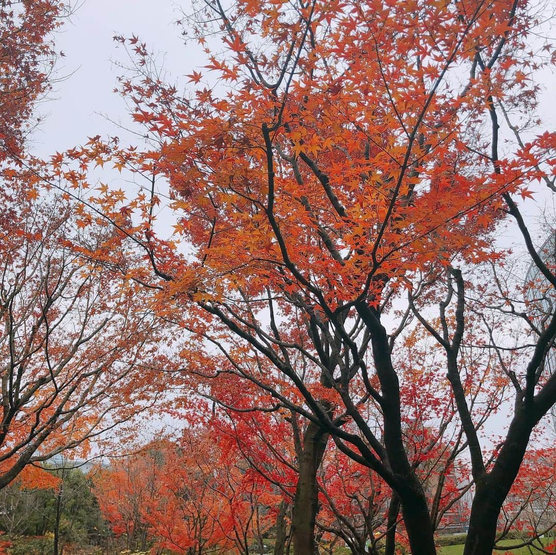 林美沙希さんのインスタグラム写真 - (林美沙希Instagram)「毛利庭園の紅葉が綺麗でした☺️ 落葉もいいですね。  #毛利庭園#六本木#紅葉」12月17日 19時39分 - misaki0hayashi