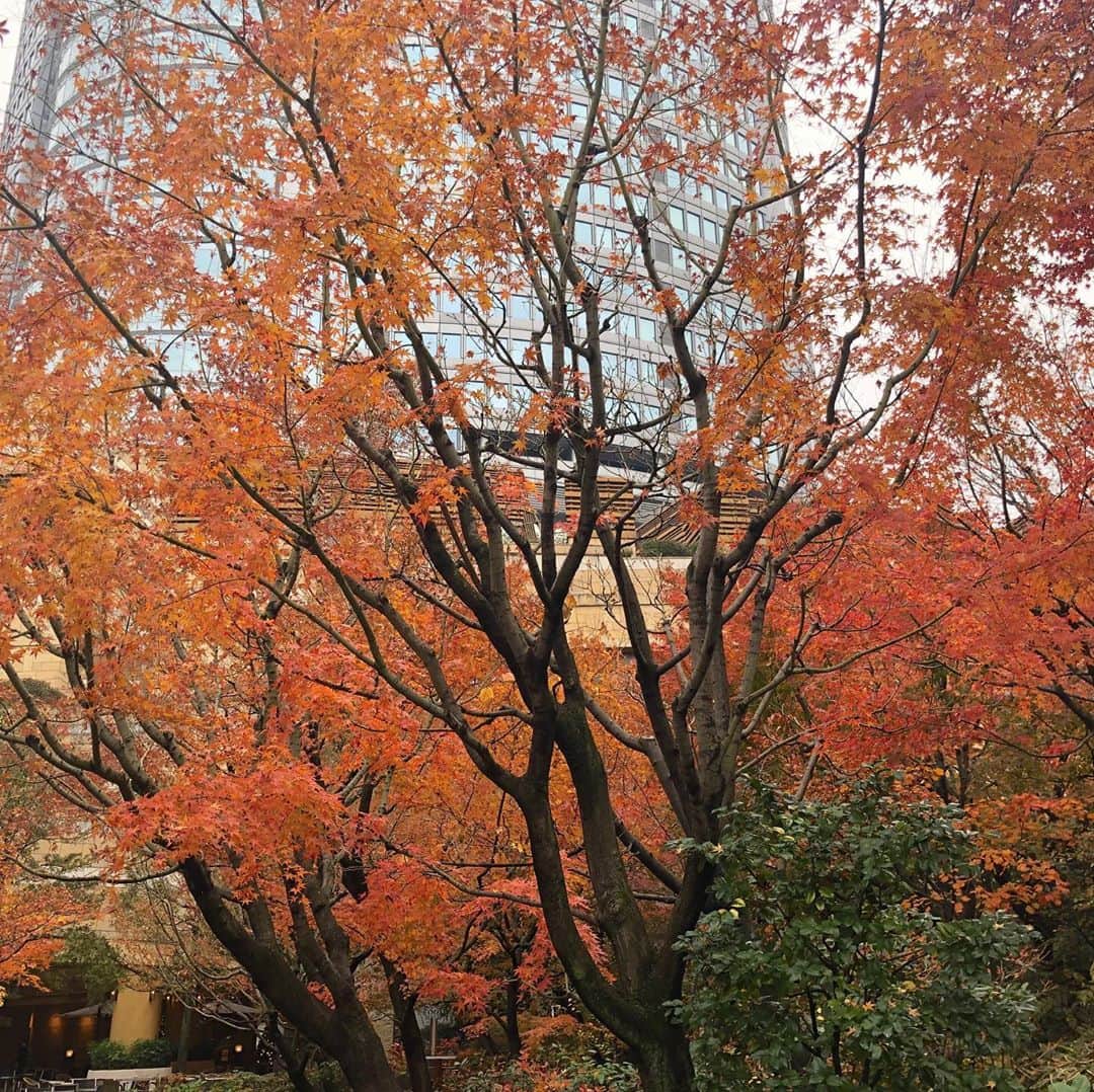 林美沙希さんのインスタグラム写真 - (林美沙希Instagram)「毛利庭園の紅葉が綺麗でした☺️ 落葉もいいですね。  #毛利庭園#六本木#紅葉」12月17日 19時39分 - misaki0hayashi