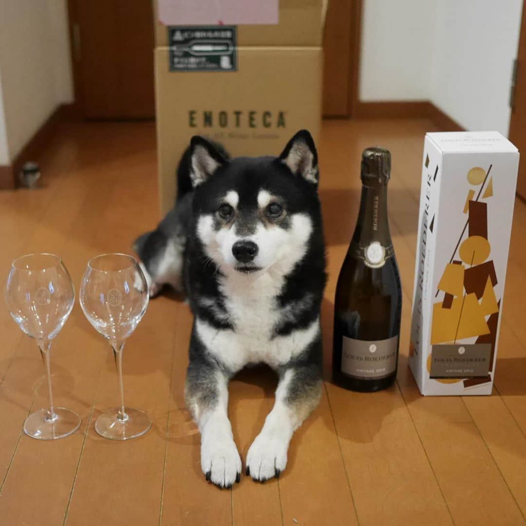 くろさんのインスタグラム写真 - (くろInstagram)「ポチった泡が届きました🍾 ルイ・ロデレールのロゴ付きグラス欲しさにポチりましたwww  専用シャンパーニュグラス2脚付 2012年 ルイ・ロデレール・ブリュット・ヴィンテージ [ボックス付] / ルイ・ロデレール フランス シャンパーニュ  #louisroederer #champagne #brutpremier #ルイロデレールブリュットヴィンテージ #ルイロデレール #ブリュットヴィンテージ #エノテカ #ENOTECA #ForAllWineLovers #シャンパン #シャンパーニュ #sangredetoro #サングレデトロ #エノテカ #専用シャンパーニュグラス #シャンパーニュグラス #kuroshiba #blackshiba #shibainu #shibastagram #instadog #dogstagram #柴犬 #黒柴 #黑柴 #癒し犬 #わんこのいる暮らし #わんこのいる生活 #わんこと一緒 #モデル犬 #オファーお待ちしております」12月17日 20時02分 - m6bmw