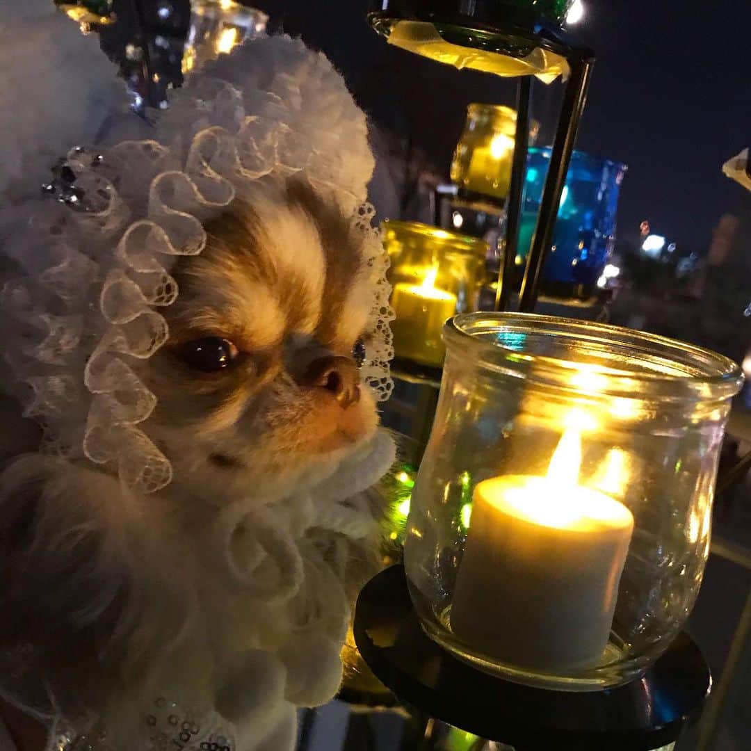 kayoのインスタグラム：「* * キレイねー☺️🕯✨✨ * * Lychee💗 * * #chihuahua#chihuahualove#dogstgram#dog#instadog#チワワ#チワワ大好き * *」