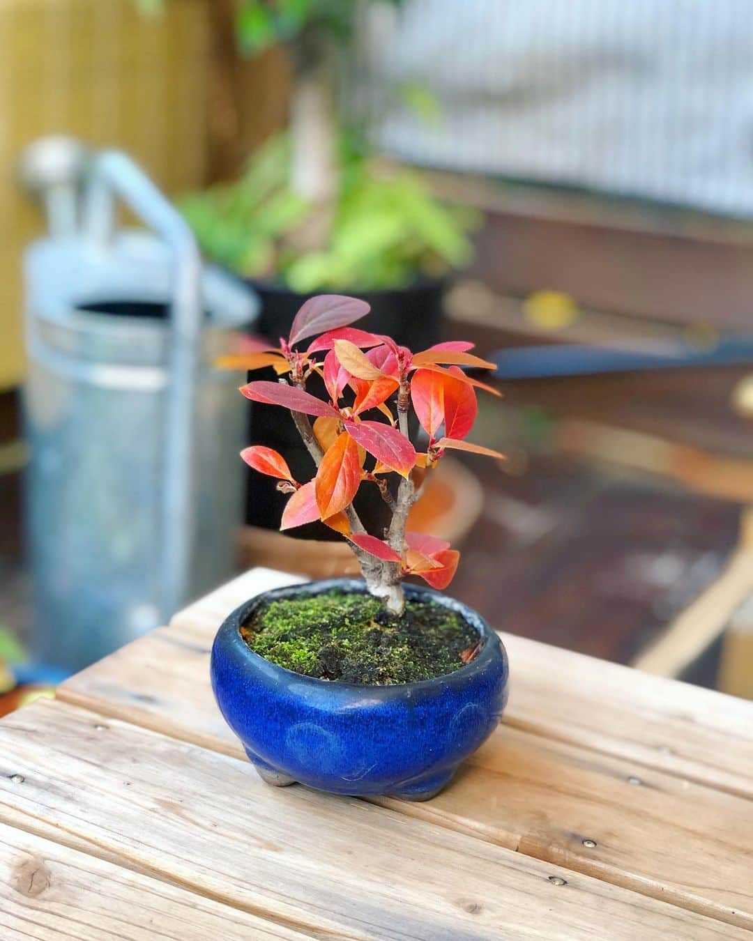 金成公信のインスタグラム：「カマツカも真っ赤🍁 #カマツカ #盆栽 #bonsai #bonsaijapan #japanesebonsai #wabisabi #bonsailovers #bonsailife #bonsaitree #bonsaiart #bonsaigram #bonsaiworld #plants #tree #greenlife #greenlifestyle #苔 #moss」