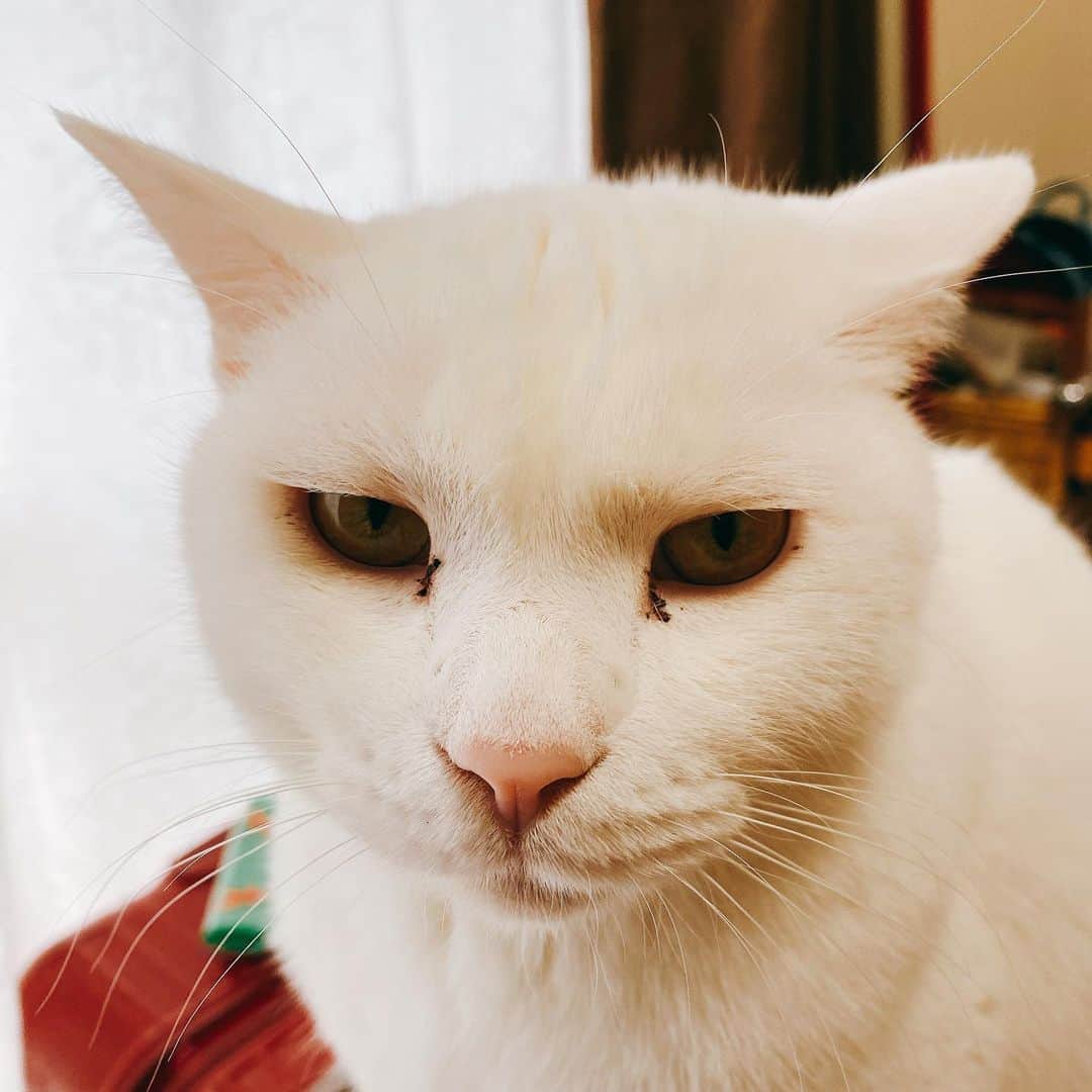 のインスタグラム：「近づいてきたからアップ  #kurohakuchai #cat #猫 #白猫 #whitecat」