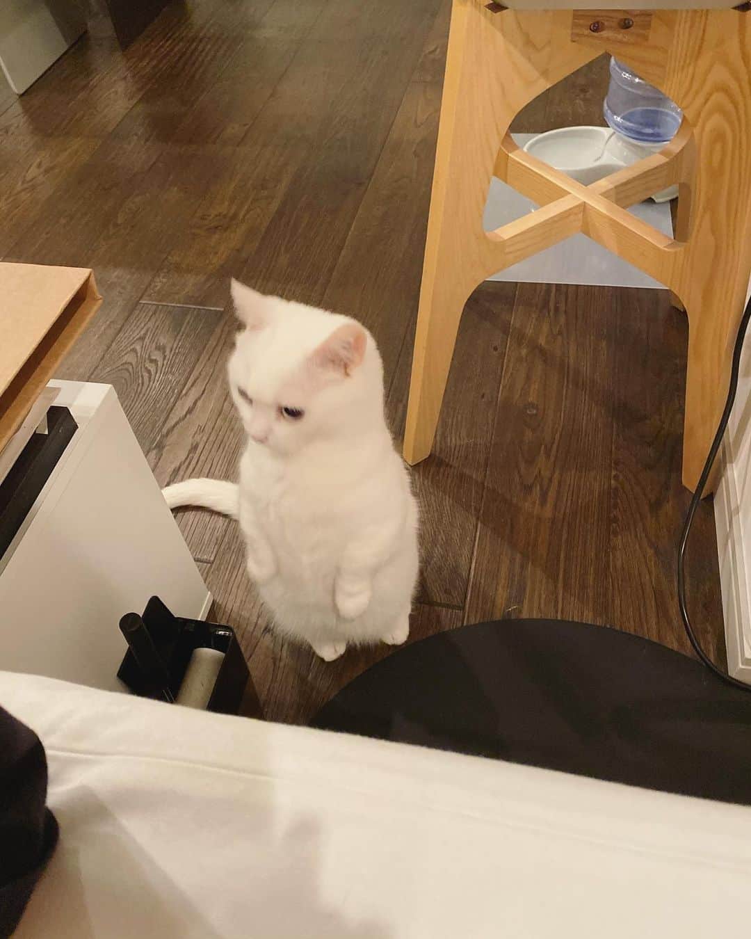のインスタグラム：「こけしなのだ。 #danyo #danyocawaii #munchkin #whitecat #catstagram #catlovers」