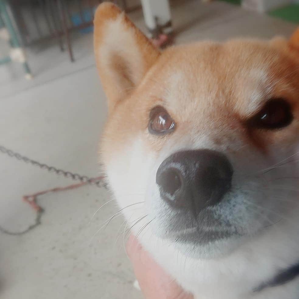 のインスタグラム：「昼めし旅で出会ったワンコ🐶  賢そう✨✨ 木更津でご飯調査しました🍴  素敵な優しいご夫婦2組に出会えて美味しいご飯も💕  この後テレビ東京11時40～📺 良い１日を～🌈 #昼めし旅 #ご飯調査 #素敵なご夫婦 #木更津 #恵みポーク」