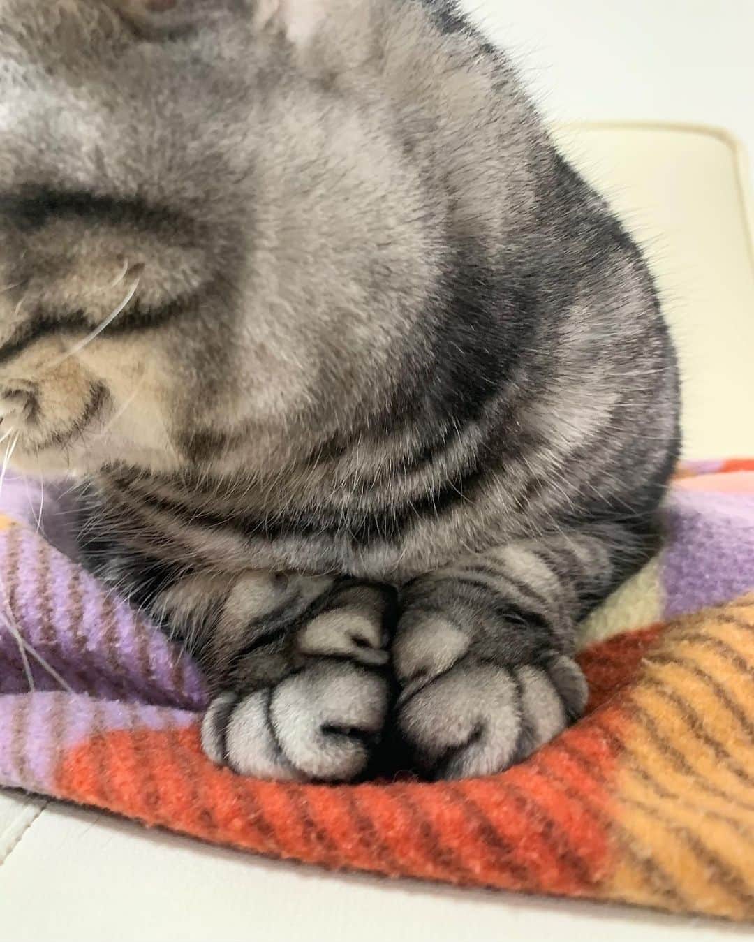 Shishi-maruのインスタグラム：「🐱明日帰国。日本から届いたししまるの写真。明日はこの手をモミモミしよう。 🐱I will go back to Japan tomorrow:) ーーーーーーーーーーーーー 🌺「渋ネコ ししまるさん」ねこのきもちWEB MAGAZINE にて毎週金曜日エッセイの連載中 ーーーーーーーーーーー 📕「ぷっちねこ。」「3匹のちいさな猫を召喚できたなら」「ちいさな猫を召喚できたなら」徳間書店より単行本発売中 ーーーーーーーーーーー ⭐︎ねこ漫画→@tacos_cat 🌺Twitter →@taco_emonemon ーーーーーーーーーーー」