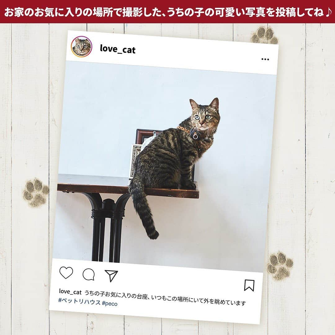 PECOねこ部さんのインスタグラム写真 - (PECOねこ部Instagram)「PECOと三井のリハウスがコラボ♪ . うちの子愛と住まいをテーマに写真を投稿して豪華賞品をゲットしよう❗️❗️ 「ペットリハウス」Instagram投稿キャンペーン開催🎉 . 皆さん、「ペットリハウス」をご存じでしょうか？ うちの子と楽しく幸せに暮らすため、お家を住み替えたり、リノベーションしたり、 うちの子のために住環境を工夫することを「ペットリハウス」と呼んでいます！ . おうちの中で撮れたペットのとっておきの一枚を投稿してくださいね❗️😊 例えばペットのために買った家具や、お気に入りの場所など、特に住まいのこだわりを感じられる 「ペットリハウス」な一枚は大歓迎です❗️😊 . 【応募期間】 2019年12月17日〜2020年1月31日23:59 . 【応募方法】 ①InstagramのPECO公式アカウント「@pecodogs」または「@pecocats」をフォロー ❗️ ②おうちの中でうちの子のかわいい一枚を撮影📸 ③「＃ペットリハウス」をつけて投稿 ❗️ . 【プレゼント内容】 合計１４名さまに当たる❗️ 「ペットリハウス」時に役立つ家電や、うちの子にプレゼントしたい賞品をご用意しました♪ . ✨ペットリハウス賞 dyson pure hot+cool空気清浄ファンヒーターHP04WSN /１名さま iRobot ロボット掃除機 「ルンバ」 i7 /１名さま iRobot ロボット掃除機 「ブラーバジェット」250 /１名さま . ✨ PECO賞 JTB旅行券５万円 /１名さま PECOBOX / 10名さま（犬５名さま、猫５名さま) . 【選出方法】 「@pecodogs」「@pecocats」をフォローしており、#ペットリハウス をつけ投稿いただいた方の中より、 厳正なる審査のうえ選出させていただきます。 . 【入選連絡】 PECO公式アカウント「@pecodogs」「@pecocats」よりダイレクトメッセージにて入選連絡をさせていただきます。 入選のご連絡は、2020年2月下旬を予定しております。 ※入選者にはダイレクトメッセージから連絡をするため、 「@pecodogs」「@pecocats」は必ずフォローしてくださいね！ . たくさんのご投稿をお待ちしております♪ . 利用規約はこちらをチェック🔍  https://peco-japan.com/78723 . #PECO #三井のリハウス #ペットリハウス  #ペットリハウスInstagram投稿キャンペーン」12月17日 12時05分 - pecocats