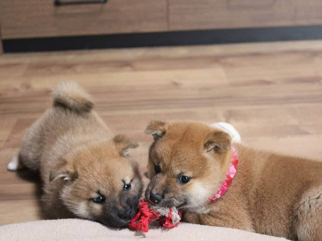 柴犬たま Shibainu Tamaのインスタグラム