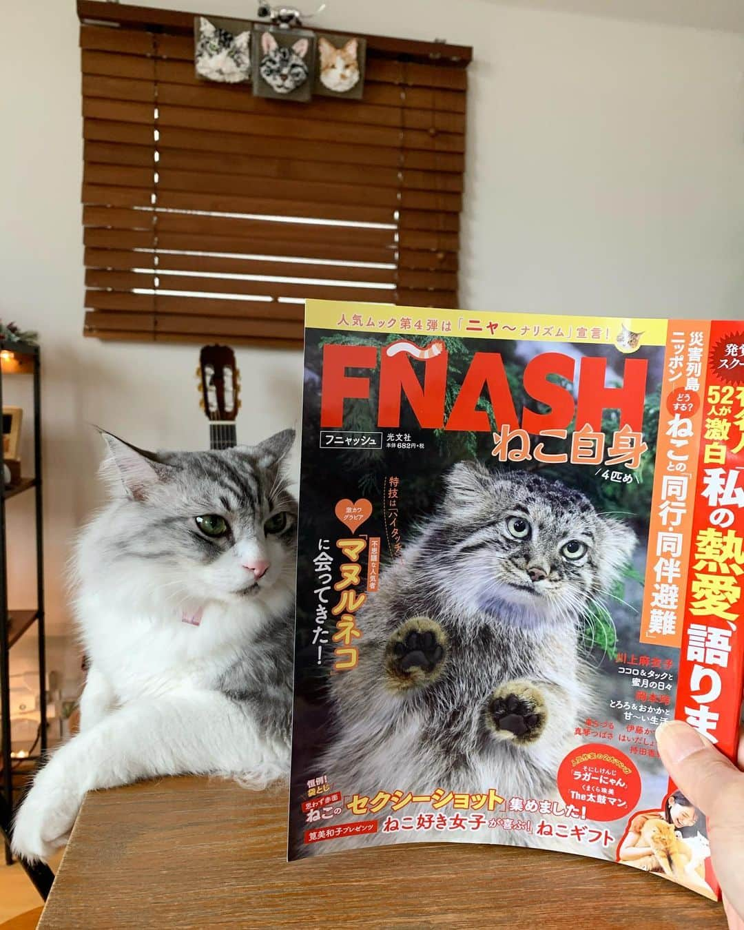 近藤研二さんのインスタグラム写真 - (近藤研二Instagram)「『FNASHねこ自身』にモイウニ記事が再掲載されました。  マヌルネコは基礎免疫が低い点においてモイの同士だとおモイまぬる  #FNASH #ねこ自身 #マヌルネコ #近藤モイ #モイチン #モイ201912 #モイ4才8ヶ月 #graytabbyandwhite #サバシロ #長毛種 #猫 #ねこ #ネコ #neko #cat #cats #kissa #gato #gatto #meow」12月17日 13時29分 - kenjikond0