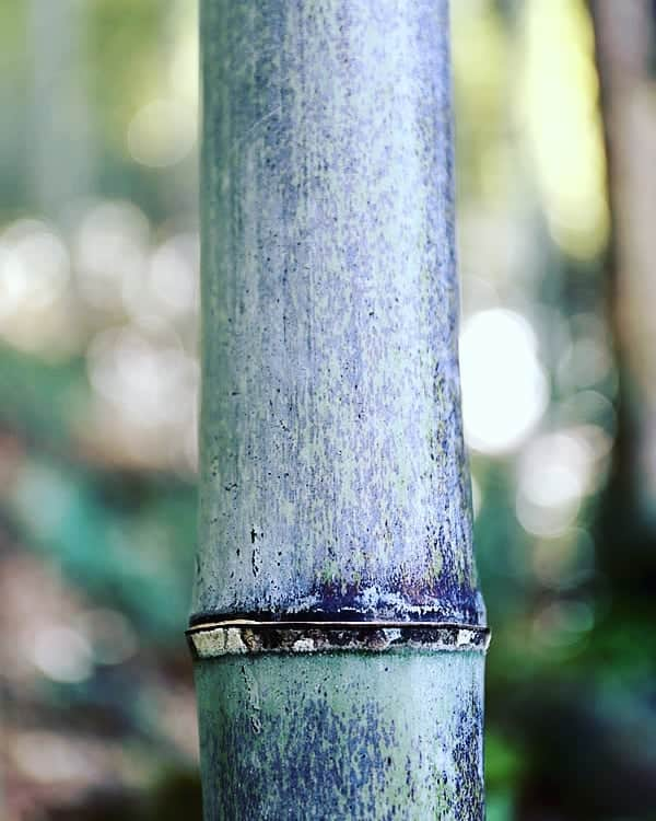 竹虎さんのインスタグラム写真 - (竹虎Instagram)「これが虎竹。蝋質の白っぽい粉をふいたように見えるがその下に美しい虎模様が隠されている。 . 「虎」と言うのがいい、虎は千里を駆けるという覇気あふれる動物。それが松竹梅と言われ縁起の良い「竹」と結ぶと最強だと思っている。 . わずか1.5キロの間口の谷間にしか生育しない不思議、魅了された100年の歴史。本当に面白い。 . #竹虎 #虎斑竹専門店竹虎 #山岸竹材店 #竹虎四代目 #TAKETORA #竹屋 #竹製品 #竹細工 #竹工芸 #竹 #bamboo #虎竹 #真竹 #青竹 #職人 #国産 #日本製 #竹林 #環境 #日本唯一 #100年の歴史 #虎は千里を駆ける #松竹梅 #日本唯一」12月17日 14時45分 - taketora1894