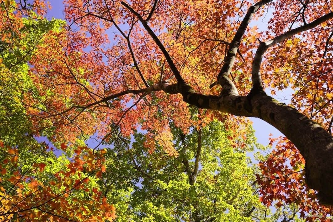 日本の国立公園さんのインスタグラム写真 - (日本の国立公園Instagram)「Follow: @nationalpark_japan⠀ Location: Ebino Plateau/えびの高原⠀ .⠀ Mt. Kirishima—where the Ebino Plateau lies—is the southmost mountain in Japan known for gorgeous autumn foliage. The red and yellow leaves cover more than 70% of the mountain surface.⠀ In 2019, the tourists enjoyed the most vivid colors in recent years. The leaves turned their colors as if the trees were blazing.⠀ The contrast of the red leaves and blue sky was so beautiful when looked up from the foot of this Japanese maple tree.⠀ .⠀ On our Instagram, we will also share wonderful photos of National Parks of Japan posted on Instagram with the tag #nationalparksjp. We look forward to your participation!⠀ .⠀ #KirishimaKinkowanNationalPark #霧島錦江湾国立公園 #宮崎県 #鹿児島県⠀ .⠀ #NationalPark #nationalparks #nature #findyourpark #instafollow #japan #landscape #landscape_lovers #ourplanetdaily #landscapephotography #hiking #outdoors #traveling #travel #explore #visitjapanjp #日本 #國家公園 #일본 #국립공원 #国立公園」12月17日 15時01分 - nationalpark_japan