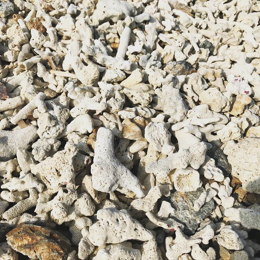 中村涼子さんのインスタグラム写真 - (中村涼子Instagram)「沖縄・本島withイモトアヤコ  久高島は一泊させていただいて、翌日は本島へ。 沖縄の自然がすごい！！！！ 10年前に母と2人で訪れてから10年ぶりの沖縄。 沖縄のイメージが変わりました。 自然がすごい。 白い砂浜が、珊瑚からできてる、なんてことも知らなかったです。 珊瑚は可愛くて、すごく面白いですね。 ちなみに私は車の運転免許を持っていません。 運転は全てイモトさんがしてくれています。オマケに車酔いがちで、寝たりします。 本当にイモトさんありがとう…ごめんなさい…  また行きたいですOkinawa。最高の3日間でした！ #沖縄は #車必要」12月17日 15時02分 - nakamuraryoko56