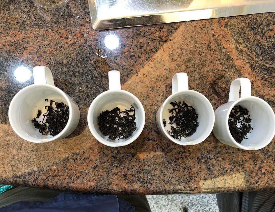 井山三希子さんのインスタグラム写真 - (井山三希子Instagram)「花蓮の茶園で蜜香紅茶のティスティング」12月17日 15時44分 - nikoyagi