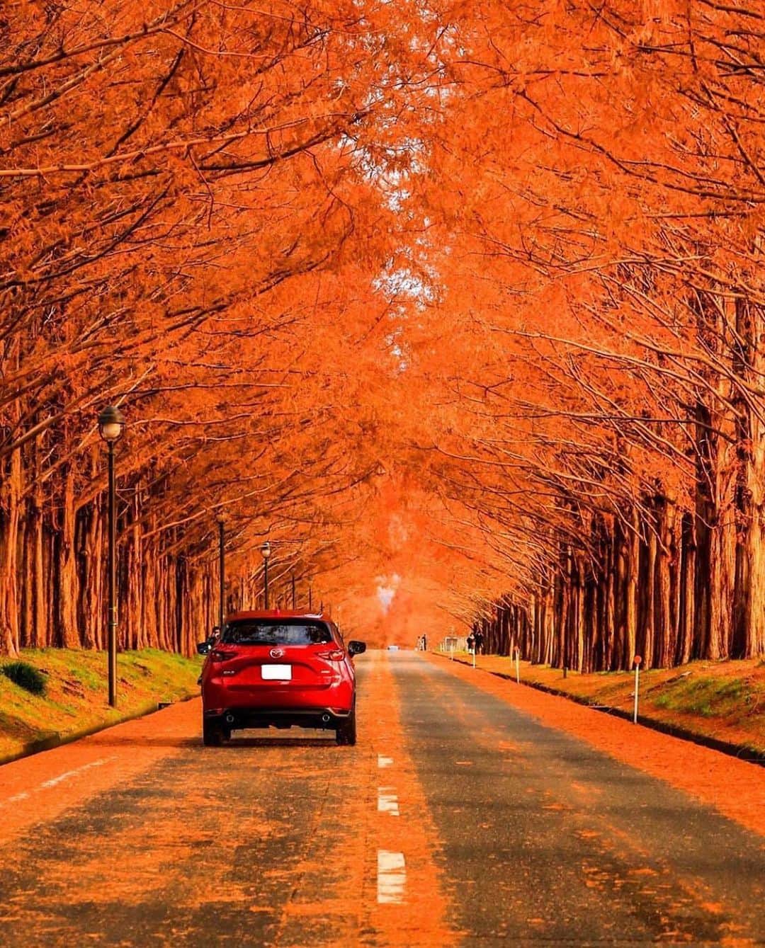 aumoさんのインスタグラム写真 - (aumoInstagram)「【#散り紅葉×#東京カメラ部】. 滋賀県にある「#メタセコイア並木」にて撮影されたお写真☺️🍁. 紅葉が見られる季節もあと少しですね、、！. . Credit：@ycmrmn さん 素敵なお写真をありがとうございます！ . あなたが撮影した素敵な写真に 「#aumo」を付けて教えてください♡ あなたの投稿が明日紹介されるかも♪ . aumoアプリは毎日配信！おでかけや最新グルメなどaumo読者が気になる情報が満載♡ ダウンロードはプロフィールのURLから✔︎ (iPhone&Android版) . . #紅葉#滋賀観光#滋賀旅行#インスタ映え #インスタ探検隊 #女子旅#絶景#旅#team_jp_ #igersjp #japan_daytime_view #wu_japan  #bestjapanpics #japan_of_insta #art_of_japan_ #ptk_japan #photo_jpn #lovers_nippon #tokyocameraclub #あなたとみたい景色#フォトジェニック」12月17日 17時08分 - aumo.jp