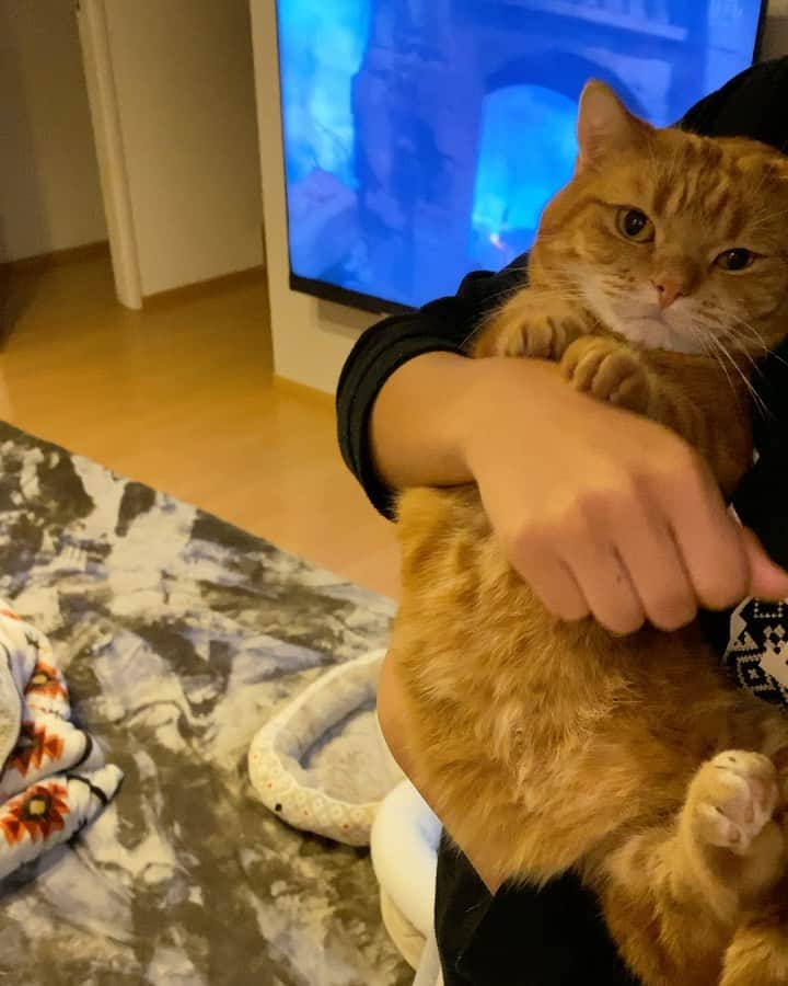 茶太郎 & きなこのインスタグラム