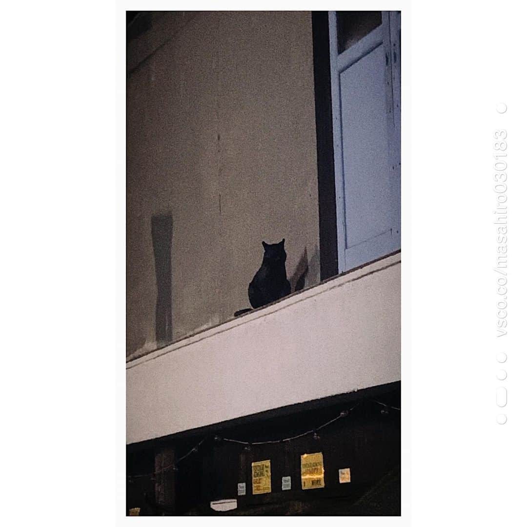 片岡千之助のインスタグラム：「本物の様な佇まいで 偽物と気付けなかった。 この猫のようにありたい」