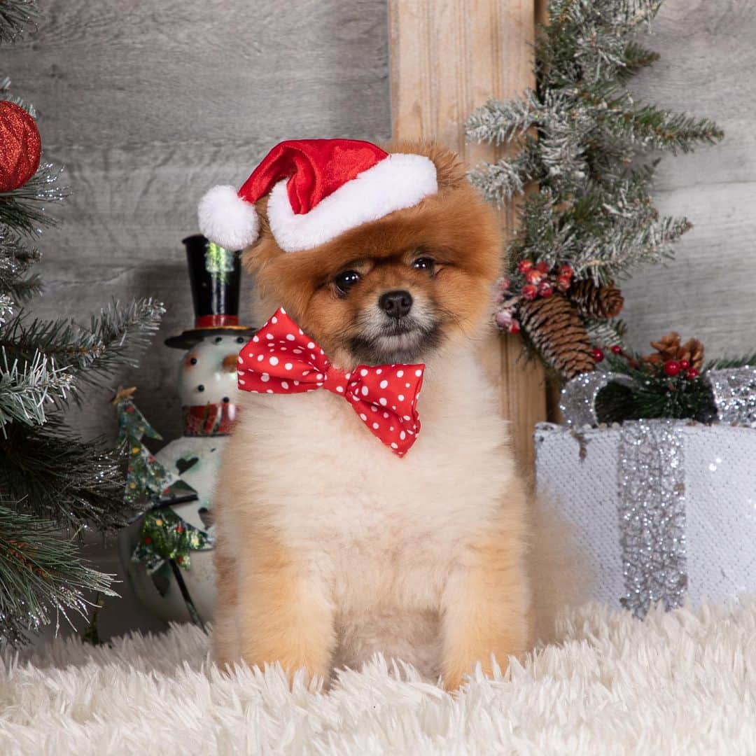 のインスタグラム：「Christmas is coming .. & @monkey.the.pom had a shoot 📸 Thank you so much @tsiphotography , he loved it! You was amazing 🙏 Thanks @petsathomeuk for his bits 🙊」