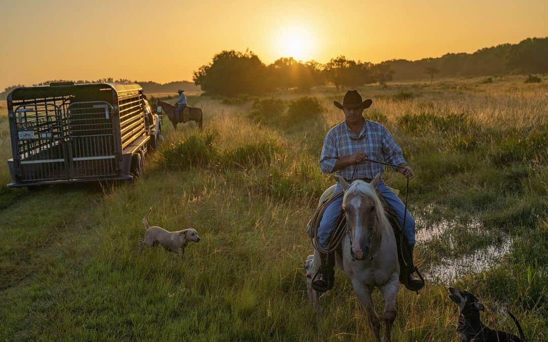 ナショナルジオグラフィックさんのインスタグラム写真 - (ナショナルジオグラフィックInstagram)「Photos by @carltonward | The future of the Florida panther is largely dependent on the future of Florida agriculture. That's because working farms and ranches make up most of the unprotected links in the statewide Florida Wildlife Corridor. The orange grove in the first photo was recently protected from ever being developed by a conservation easement funded by the Nature Conservancy. Its location on the north banks of the Caloosahatchee River makes this property crucial for the movement of Florida panthers and other wildlife. The new conservation easement marks the first time a Florida citrus grove has been protected for the primary benefit of wildlife. Cattle ranches immediately to the north and south of the grove also provide vital panther habitat and dispersal corridors. Two cattle ranches to the south, both protected by conservation easements with funding from The Nature Conservancy, help connect to vast public lands in the Everglades. Pictured in the second photo, a segment of the Lykes Ranch that is immediately north of the grove, is one of the highest priorities for conservation in Florida. See maps and read more in the new Nature Conservancy story “The Panther’s Path." @natureflorida @pathofthepanther @FL_WildCorridor #floridawild #keepflwild #ranch #grove」12月18日 5時13分 - natgeo