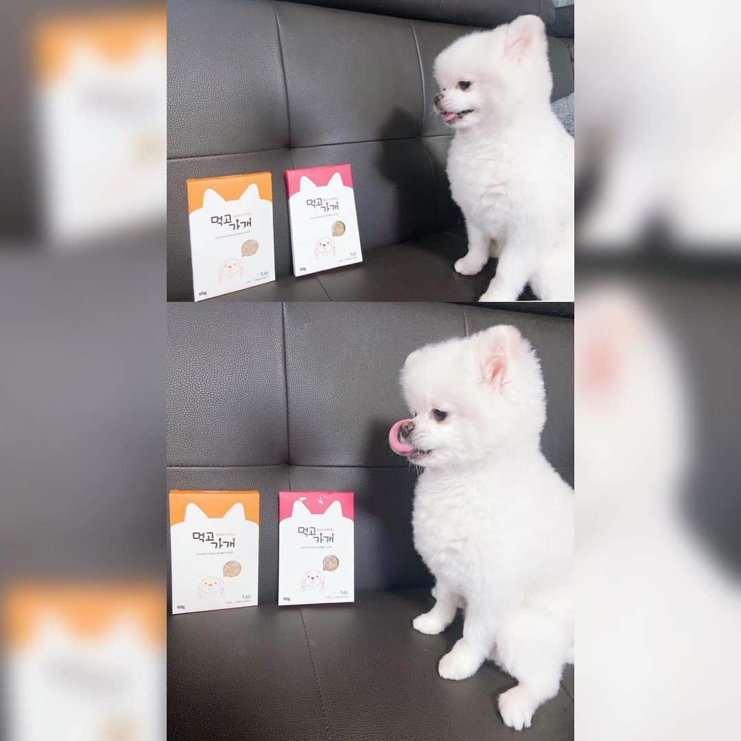 hyeriのインスタグラム：「노비에스에서 먹고가개 왓도다👍  유동식제품이라 노견도부담없는 강아지들에게 특식으로 줄수있다!! 우리홍시 맛있게 한그릇 뚝딱!!❤️ #노비에스 #먹고가개 #동결건조 #동결건조간식 #강아지간식 #강아지특식 #강아지자연식  #홍시#포메#강아지#강아지를위한음식#노견간식#ad」