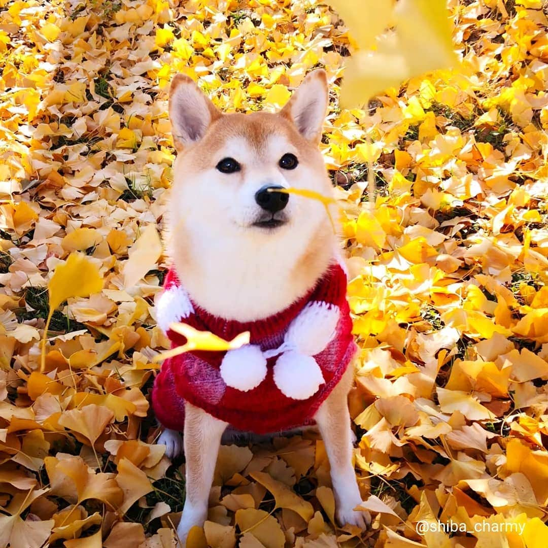 ちゃみさんのインスタグラム写真 - (ちゃみInstagram)「. 🍁 日曜日のお散歩写真✨銀杏の絨毯を見つけたよ～😊 銀杏を上から降らせみた😁 . #柴犬#しばいぬ#犬#pecoいぬ部#いぬのきもち#ぽっちゃんマフラー #shiba#shibainu#weeklyfluff#dog#adorable」12月17日 21時16分 - shiba_charmy