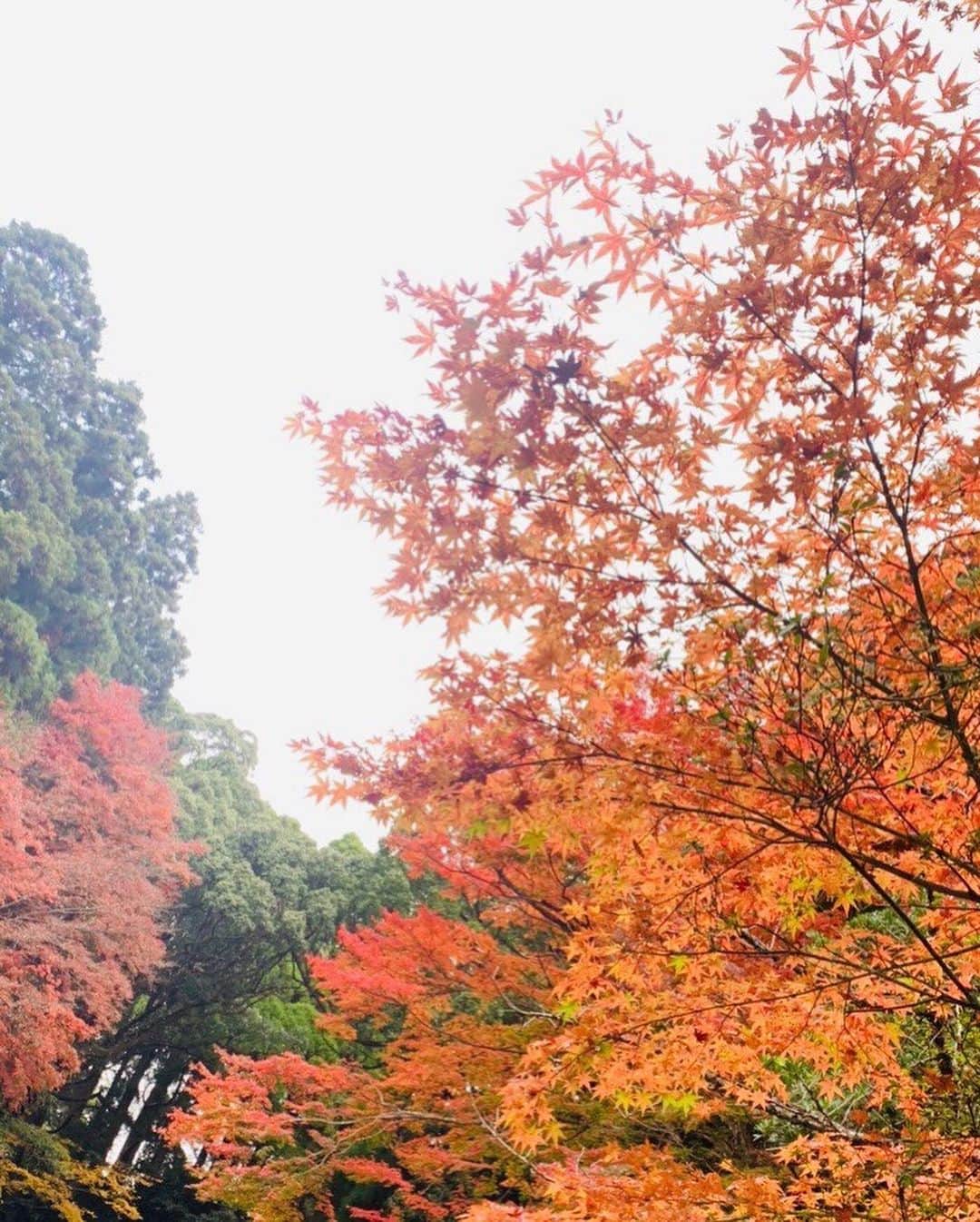 Ayaさんのインスタグラム写真 - (AyaInstagram)「日本の四季は 本当に美しい✨ 🍁🍁」12月17日 21時29分 - aya_green1010