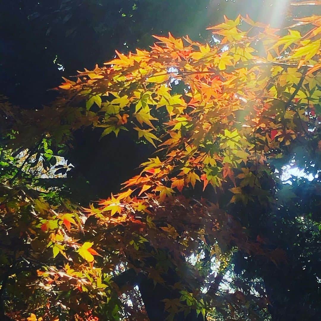 板谷由夏 さんのインスタグラム写真 - (板谷由夏 Instagram)「美しい光、、 毎年、紅葉したとしても ２度と同じ色彩はないんだろうな。 自然は柔軟だな」12月17日 21時22分 - yukaitaya