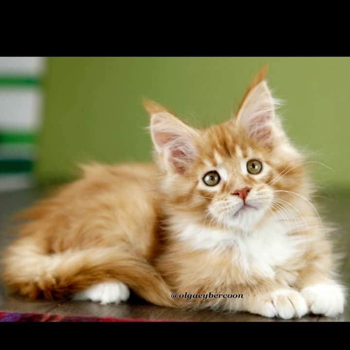 МейнКун MaineCoon Питомникのインスタグラム：「Детки из помета А🐯❤️👍🏻😻😻」