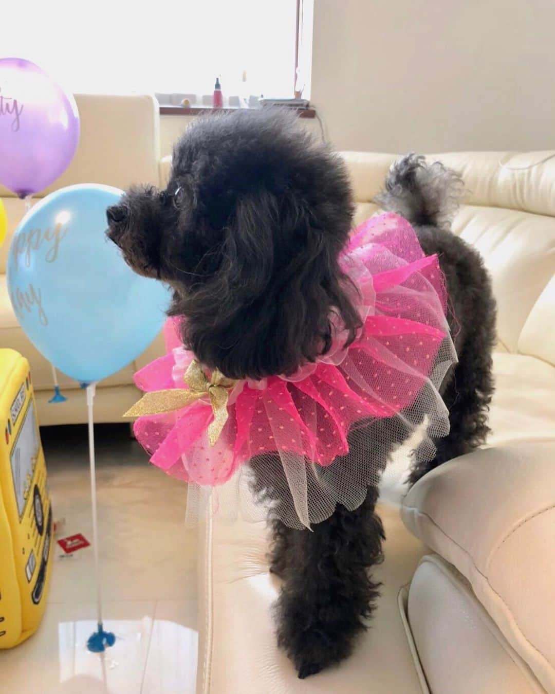 大野真昂のインスタグラム：「☺︎ ・ かわいいかわいいココたん５歳🥳✨ ・ ヘタレだけど優しい姉。 ロコと仲良くね🥺♥️♥️ ・ だいすき ・ 2019.12.17 ・ #coco #5th #birthday #cocoroco #ココ #誕生日 #5歳 #ココロコ #トイプードル #タイニープードル #ブラック」