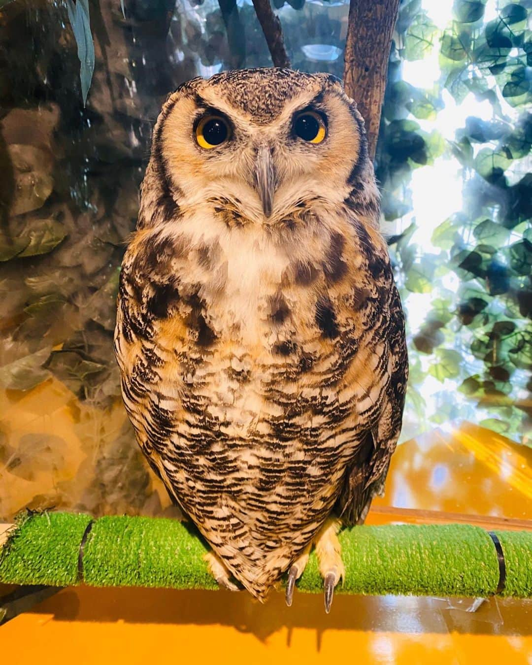 田野アサミさんのインスタグラム写真 - (田野アサミInstagram)「皆にお裾分けシリーズ。 可愛すぎる🦉フクロウpart1。 あーーーー可愛い😫❤️. びっくりする程可愛い。 フクロウ🦉さん。 #フクロウ#仲良くなれたら嬉しいね #田野アサミ」12月17日 22時07分 - tano_asami