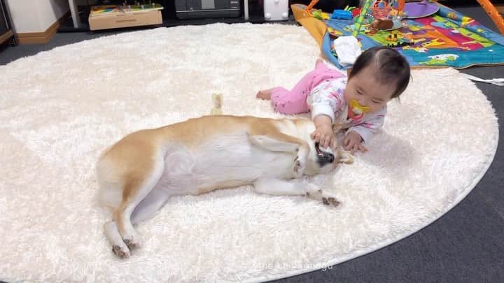 Moguのインスタグラム：「. 🐶→🦴→🐶 #忙しい子分なの . @the_shiba_mogu  #柴犬 #shibainu #shiba#赤柴 #redshiba#犬 #dog#しばいぬ#nannydog#犬と子供#子供と犬#柴犬と子供#柴#赤ちゃんと犬#犬と赤ちゃん#柴犬と赤ちゃん#赤ちゃんと柴犬#柴犬のいる暮らし#子守犬」