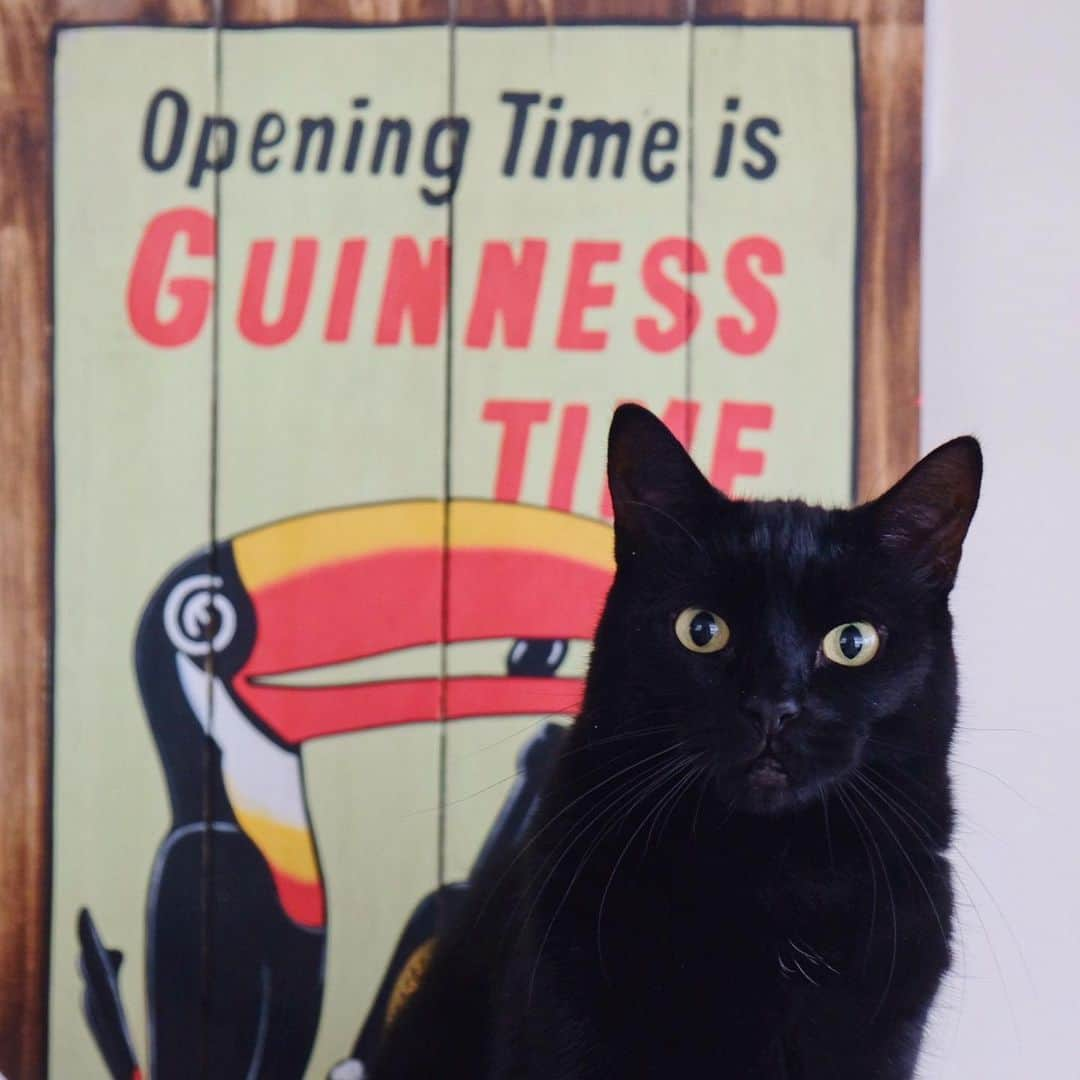 ギネス & ピムスさんのインスタグラム写真 - (ギネス & ピムスInstagram)「17/12/2019 Happy Tuesday! ・ “Opening Time is GUINNESS TIME” ・ Have a fantastic day! ・ ・ Newarkのantique marketで買った ギネスビールの手描き看板と、 キメ顔の黒光り王子。 feederの前に置いてみた。 ついついコレクションしてしまう… ミニマリストには一生なれない。笑 ・ ・ #ギネスくん」12月17日 22時46分 - rina_takei