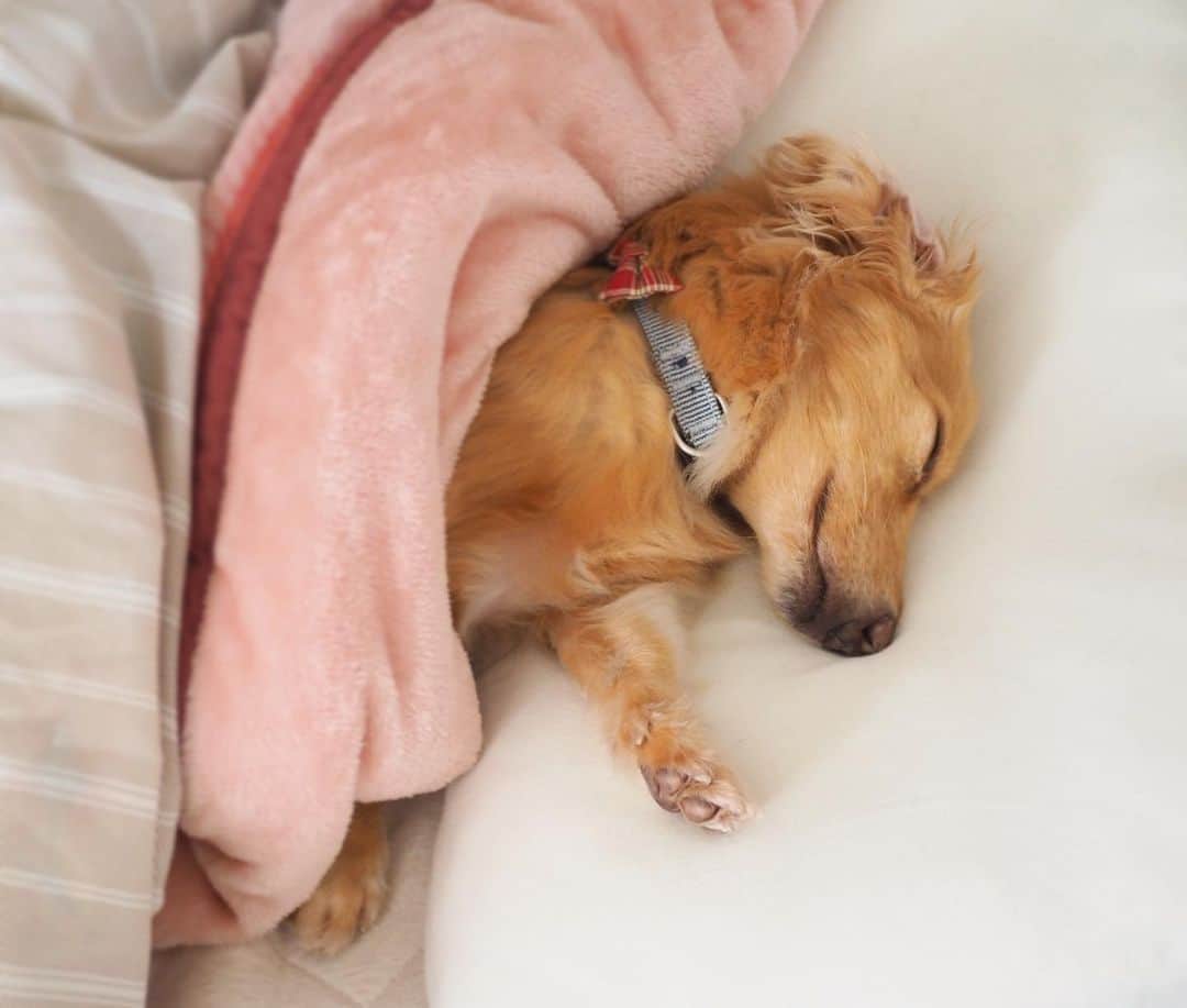 Sora Momoさんのインスタグラム写真 - (Sora MomoInstagram)「今朝のお寝坊そら🐶🐾 ☺︎ 私が起きた後、入れ替わりに寝てるそら 人間みたい ☺︎ #お布団と枕使って寝てる#人間みたいに寝る犬 #暖かくて気持ちいい #気持ちよさそうな寝顔#お布団しまえない#もう少しだけ#起こさないでおくか #大あくび#きょとん顔 #私の癒し #ダックス#ミニチュアダックス #dachshund #miniaturedachshund」12月17日 22時58分 - teratera_sorapu_