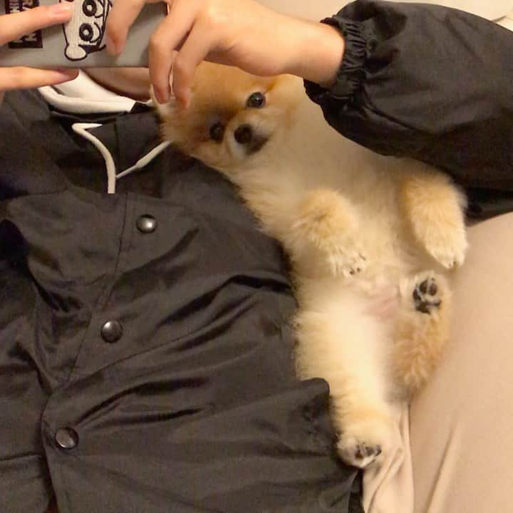RIO POMEのインスタグラム：「あんよ萌え〜💕 思わずパチリ✨ (動画やけど💦) いつもいろいろありがとう💕  カメラ目線がなんかツボる😆  #ポメラニアン #pomeranian  #犬 #dog #dogstagram#doglover #愛犬 #わんこ #ポメラニアン大好き #ポメラニアンが世界一可愛い #pom #ぽめらにあん #ポメ#pomeraniansofinstagram  #pomeranianlove #ふわもこ部 #いぬバカ部 #癒しわんこ#instapic#pomstagram #puppy #dogsofinstagram # #ポメラニアン #pomeranian  #犬 #dog #dogstagram#doglover #愛犬 #わんこ #ポメラニアン大好き #ポメラニアンが世界一可愛い #pom #ぽめらにあん #ポメ#pomeraniansofinstagram  #pomeranianlove #ふわもこ部 #いぬバカ部 #癒しわんこ#instapic#pomstagram #puppy #dogsofinstagram #cute#cutedog」