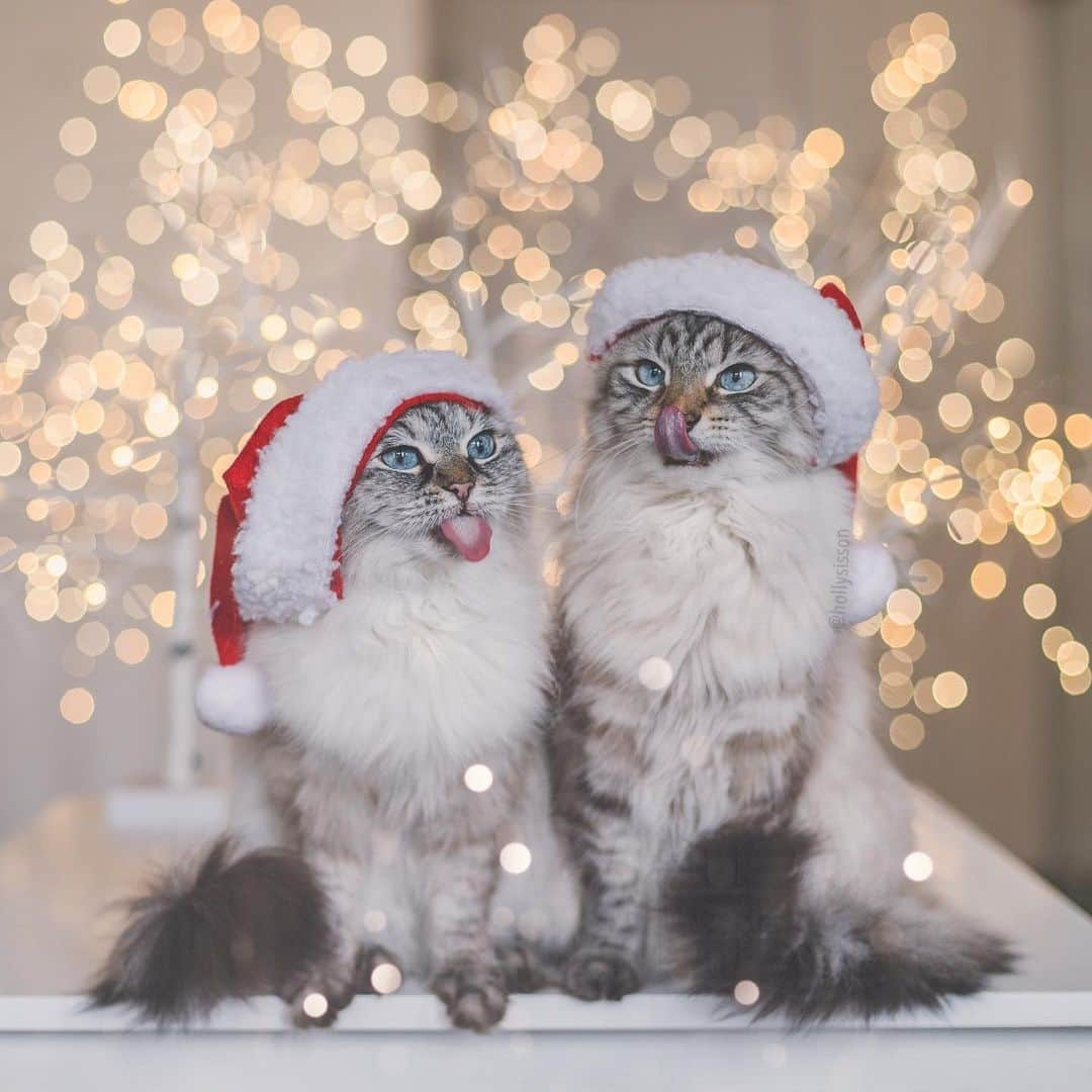 Holly Sissonさんのインスタグラム写真 - (Holly SissonInstagram)「A couple of SantaPaws have come to visit for #tot! 🐱🎅👅 😹 #cat #Toronto #SiberianCat #santapaws #christmas #bokeh #xmaswonders (See more of Alice, Finnegan, and Oliver, on @pitterpatterfurryfeet) ~ Canon 1D X MkII + 50 f1.4 @ f2 See my bio for full camera equipment information plus info on how I process my images. 😊」12月17日 23時32分 - hollysisson