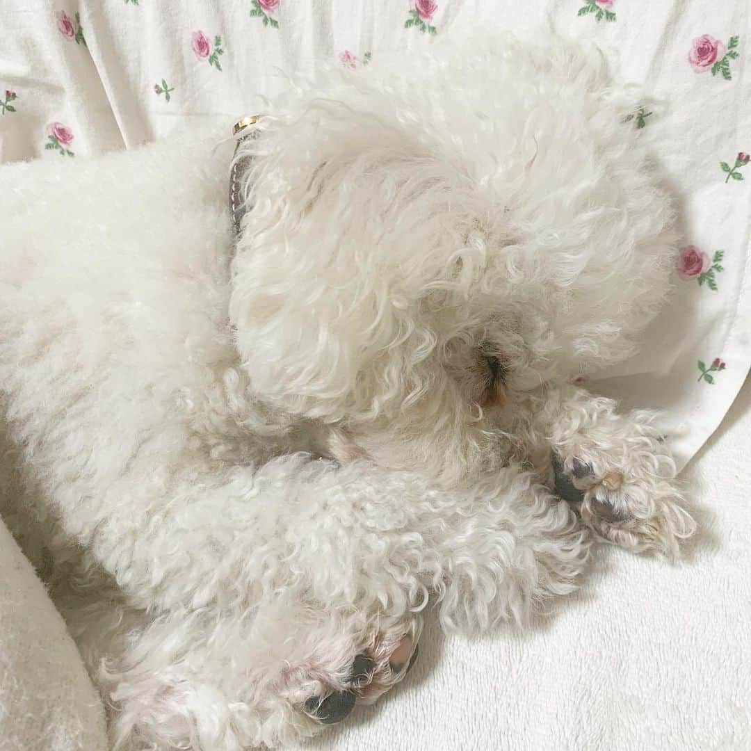 NANA HOSOYAさんのインスタグラム写真 - (NANA HOSOYAInstagram)「寝方もかわいいフィスくん☺️💕犬用枕並べてあるのに私の枕取られちゃいました。」12月18日 0時34分 - nana_hair_tokyo