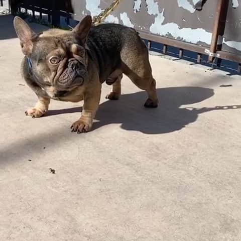 Oprahnbooのインスタグラム：「EWOK. #frenchbulldog #teamdog #dogoftheday #dogoftheworld #male #doglovers #tag #share」