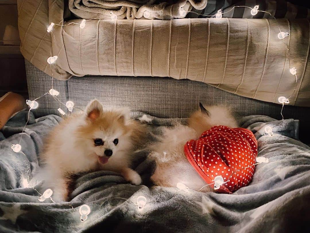 r_oseのインスタグラム：「Dear Santa🎅🏼, I’m waiting......🐰〰️ even though my brother not😂」